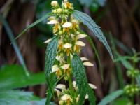 Gewöhnliche Goldnessel